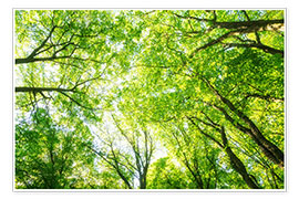 Poster Lush green treetops