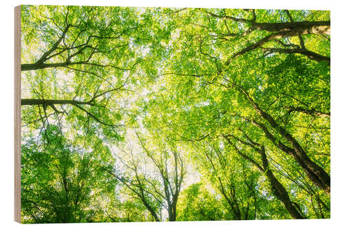 Quadro de madeira Copas de árvores verdes exuberantes