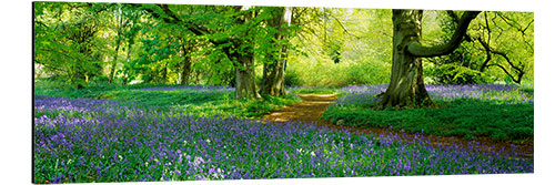 Aluminiumsbilde Hare bells on a forest meadow in North Yorkshire