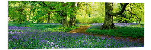 PVC-tavla Hare bells on a forest meadow in North Yorkshire