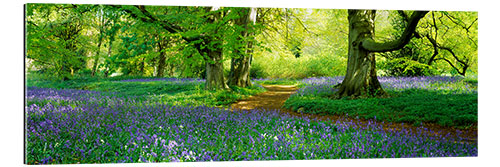 Galleritryck Hare bells on a forest meadow in North Yorkshire