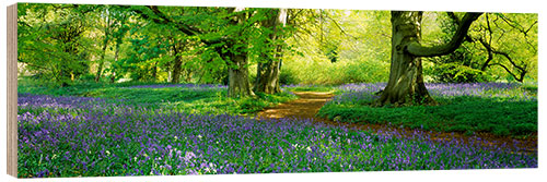 Quadro de madeira Hare sinos em um prado de floresta em North Yorkshire