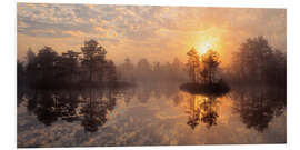 Foam board print Knuthojdmossen Nature Reserve in Sweden