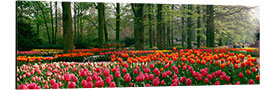 Cuadro de aluminio Campos de tulipanes en el Keukenhof