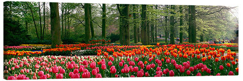 Leinwandbild Tulpenfelder im Keukenhof