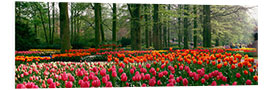 Foam board print Tulip fields in the Keukenhof