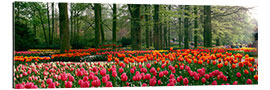 Gallery Print Tulpenfelder im Keukenhof