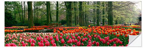 Muursticker Tulip fields in the Keukenhof