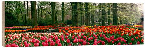 Wood print Tulip fields in the Keukenhof