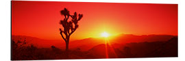 Aluminium print Silhouette of a Joshua tree at dusk