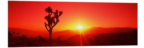 Foam board print Silhouette of a Joshua tree at dusk