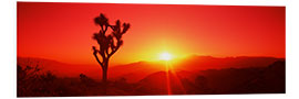 Foam board print Silhouette of a Joshua tree at dusk