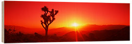 Wood print Silhouette of a Joshua tree at dusk