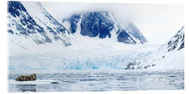 Acrylic print Bearded seal on an ice floe, Spitsbergen, Norway