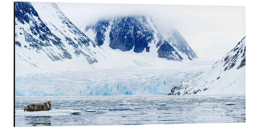 Aluminium print Bearded seal on an ice floe, Spitsbergen, Norway