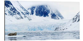 Aluminiumtavla Bearded seal on an ice floe, Spitsbergen, Norway