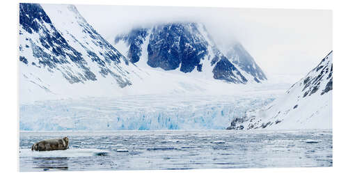 Foam board print Bearded seal on an ice floe, Spitsbergen, Norway