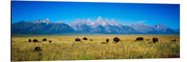 Aluminium print Bison with mountains in the background