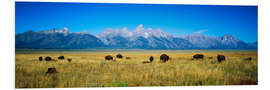 Foam board print Bison with mountains in the background