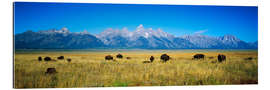 Tableau en plexi-alu Bisons avec des montagnes en arrière-plan