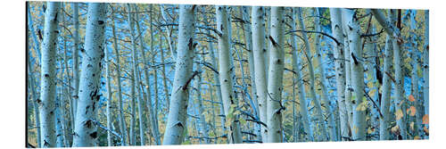 Aluminiumtavla Aspens in the forest