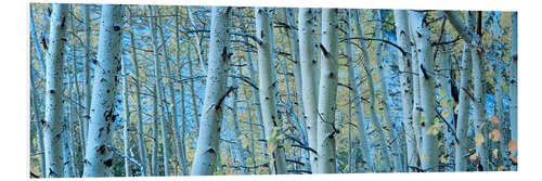 Print på skumplade Aspens in the forest