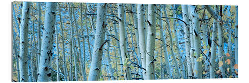 Gallery print Aspens in the forest