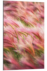 Aluminium print Foxtail Barley IV