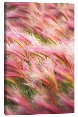 Canvas print Foxtail Barley IV