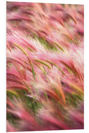 PVC print Foxtail Barley IV