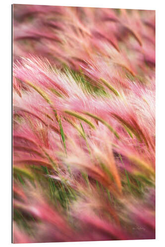 Gallery print Foxtail Barley IV