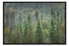 Gerahmter Kunstdruck Oberer Nationalwald I