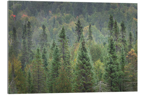 Gallery print Upper National Forest I