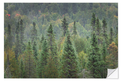 Wandsticker Oberer Nationalwald I