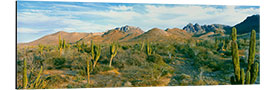 Tableau en aluminium Forêt de cactus à flanc de colline, Playa El Tecolote