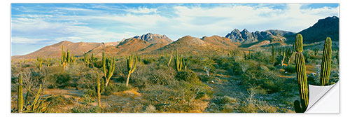 Wall sticker Cactus forest on the hillside, Playa El Tecolote