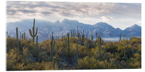 Acrylic print Saguaro cactus with mountain range