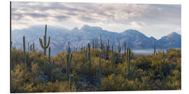 Aluminiumtavla Saguaro cactus with mountain range