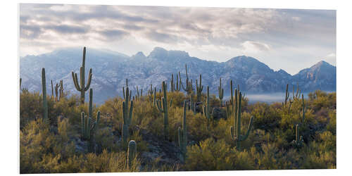 Foam board print Saguaro cactus with mountain range