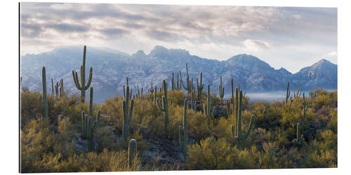 Gallery print Saguaro cactus with mountain range