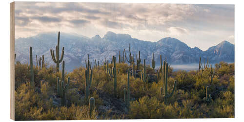 Puutaulu Saguaro cactus with mountain range