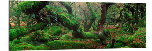 Aluminiumtavla Oak trees in the forest