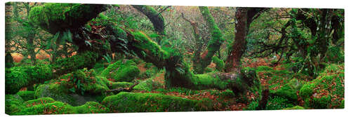 Canvas print Oak trees in the forest