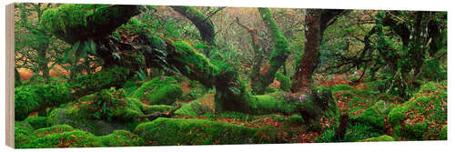 Wood print Oak trees in the forest