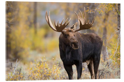 Acrylic print Moose bull in the forest