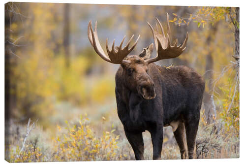 Stampa su tela Toro delle alci nella foresta