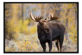 Gerahmter Kunstdruck Elchbulle im Wald