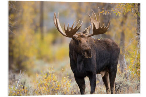 Galleritryk Moose bull in the forest