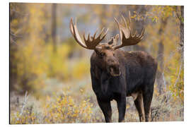 Magnettafel Elchbulle im Wald
