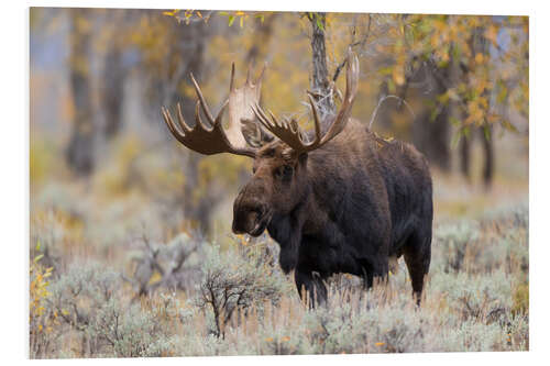 Foam board print Moose in the forest